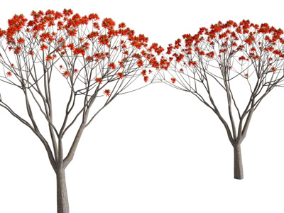 现代红色树叶的枫树