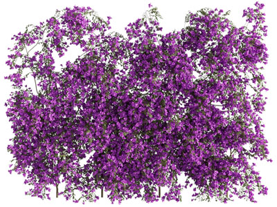 现代开着紫色花朵的三角梅花卉植物