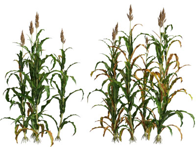 现代玉米杆、植物、农作物