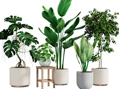 现代花盆盆栽植物