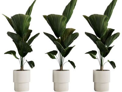 现代花盆盆栽植物