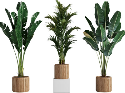 现代花盆芭蕉盆栽植物