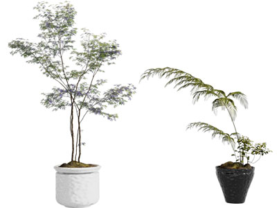 现代花盆盆景盆栽植物