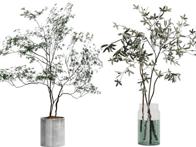 现代花盆盆栽植物