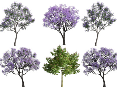 现代紫色花朵的景观树木