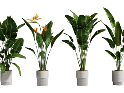 现代圆形花盆盆栽植物