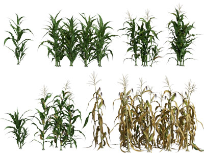 现代农作物玉米杆、苞米、庄稼植物