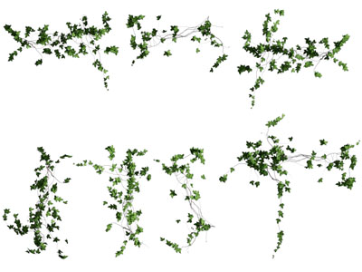 现代常春藤藤蔓植物