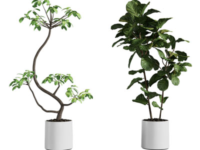 现代花盆盆栽植物