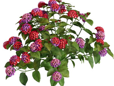 现代花卉花草植物