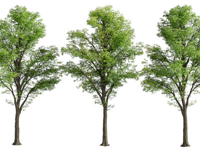 现代大树 景观树木