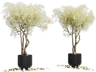 现代花盆盆栽植物