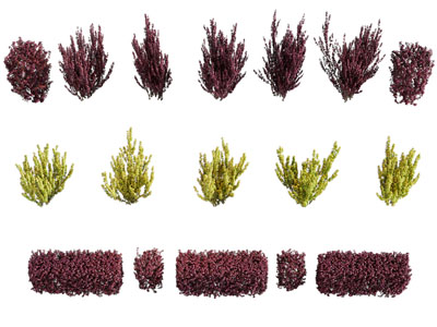 现代花草花卉灌木丛植物