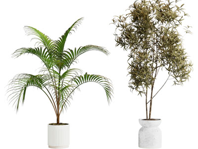 现代花盆盆栽植物