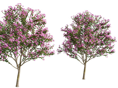 现代开满花朵的景观树木