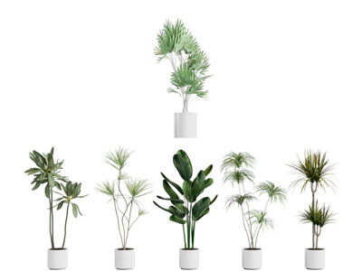 现代花盆盆栽植物