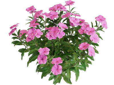 现代花卉花草植物