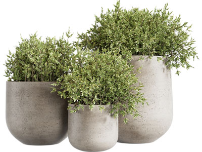 现代水泥花盆盆栽植物