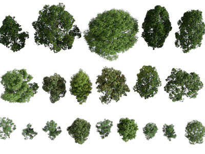 现代灌木丛植物