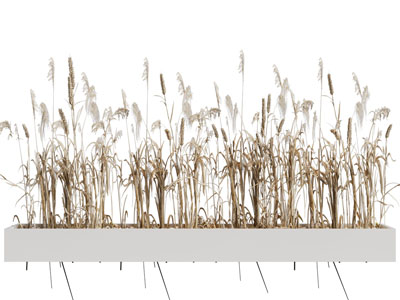 现代花坛芦苇植物园艺小品