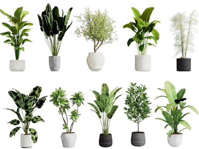 现代花盆盆景盆栽植物