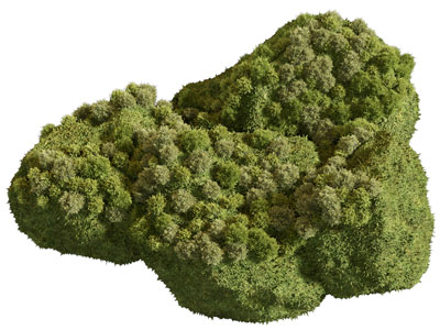 现代青苔 苔藓花草植物