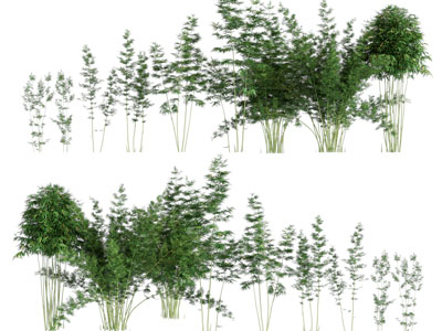 新中式竹林 竹子