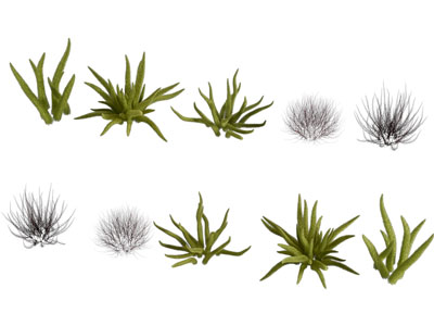 现代芦荟花草植物