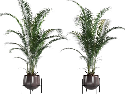 现代花盆盆栽植物