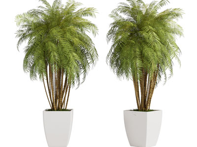 现代花盆盆栽植物