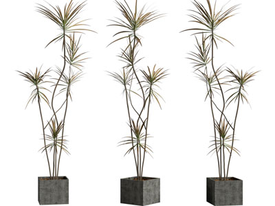 现代方形水泥花盆盆栽植物