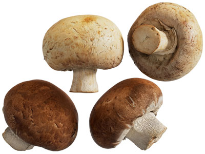 现代蘑菇 香菇 水果食物蔬菜