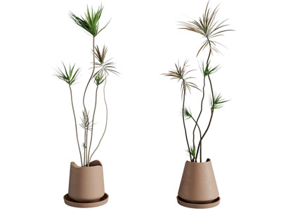 现代水泥盆栽植物