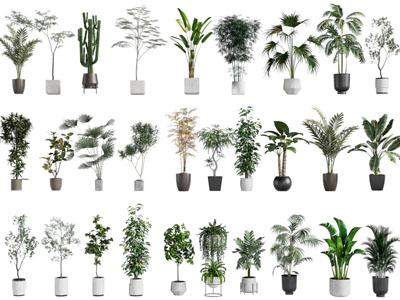 现代花盆盆栽植物