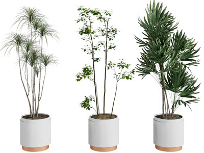 现代花盆盆栽植物