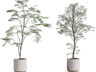 现代花盆盆栽植物