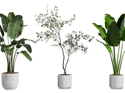 现代花盆盆栽植物