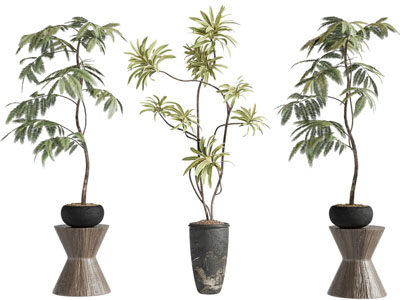 侘寂风花盆盆栽植物