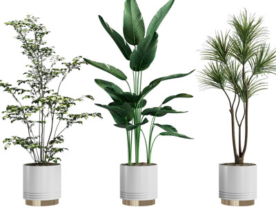 现代花盆盆栽植物