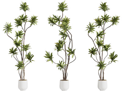 现代花盆盆栽植物