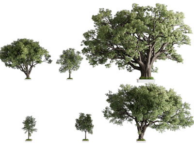 现代道旁景观大树