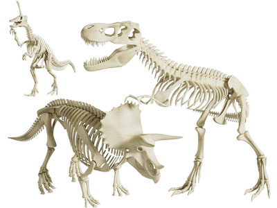 现代恐龙化石 骨骼