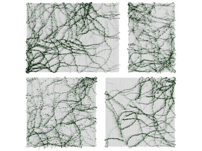 现代藤蔓植物墙