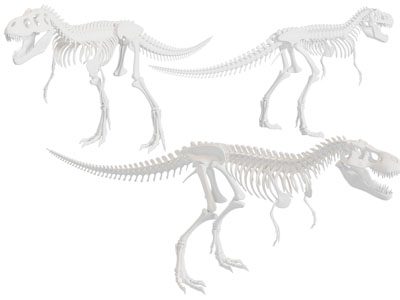 现代恐龙骨骼 化石标本