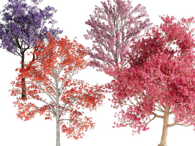 现代彩色树叶的景观树木