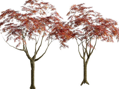 现代红色树叶的枫树
