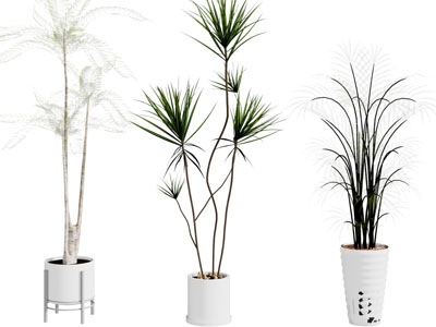 现代花盆盆栽植物