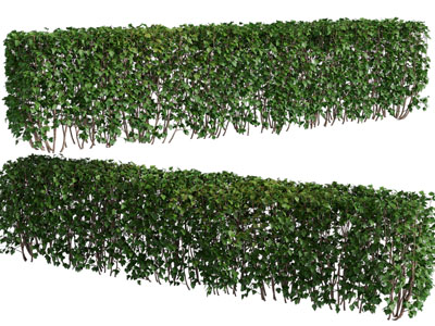 现代长方形景观灌木植物丛