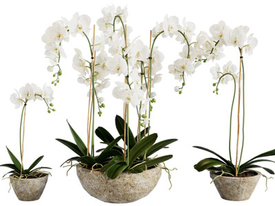 新中式蝴蝶兰盆栽植物