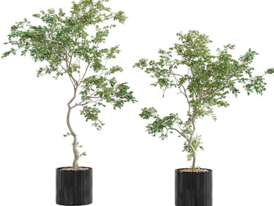 现代花盆盆栽植物